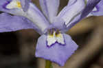 Dwarf crested iris